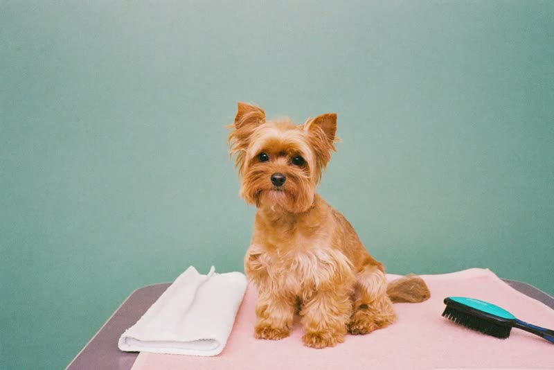 A small dog waiting calmly on a grooming table