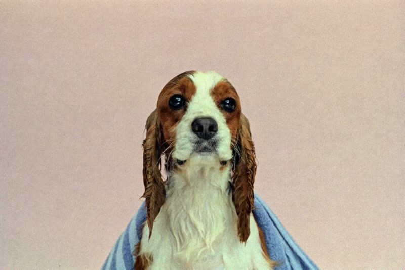 A spaniel wrapped in a towel after a wash