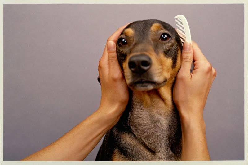 Hands combing through a dog's coat